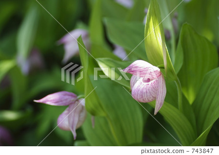 Atsumorisou 743847