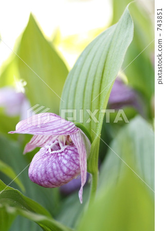 Atsumorisou 743851