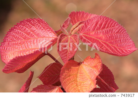 大戟科的Owabenigashiwa 大戟科的Owabenigashiwa 743917