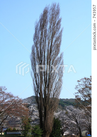 這棵樹什麼樹大樹2 743957