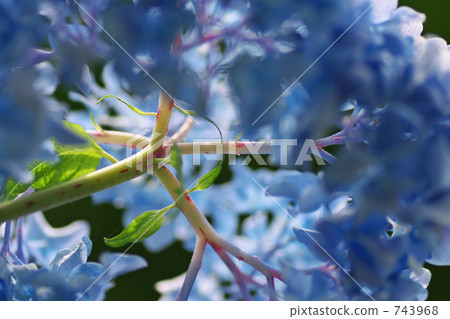 秸稈 莖 梗 743968