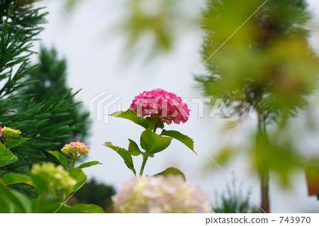 紅色 繡球花 多雲 743970