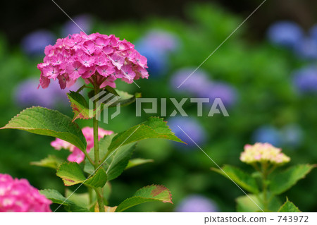 單瓣花 單輪 多雲 743972