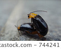 Mating 744241