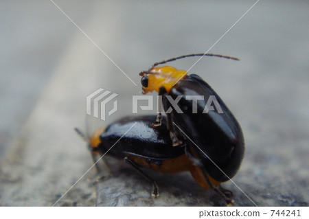 Mating Mating 744241