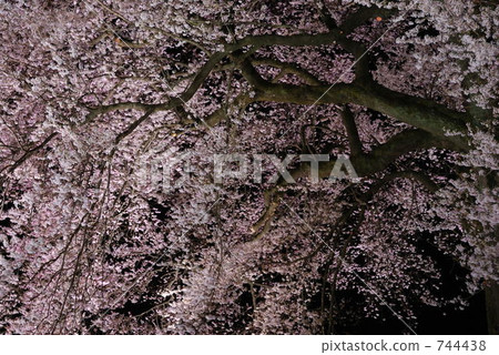 wanitsuka cherry blossom, wanitsuka cherry tree, wanitsuka sakura 744438