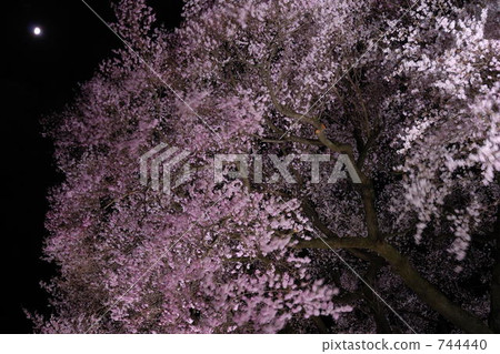 wanitsuka cherry blossom, wanitsuka cherry tree, wanitsuka sakura 744440