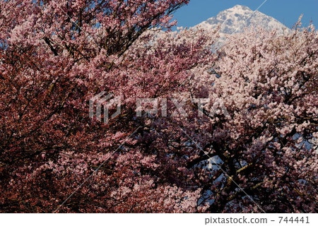 甲斐駒山 山高神代櫻 櫻花 744441