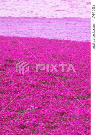 Shiba cherry carpet 744585