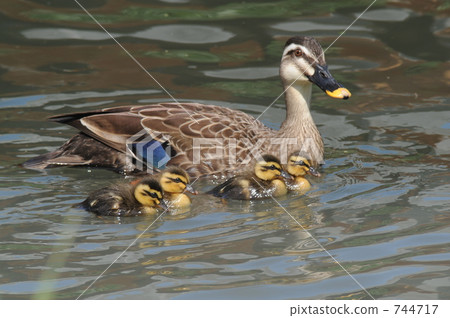 Karmala父親和兒子 744717