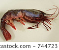crustacean, crustaceans, fish and shellfish 744723