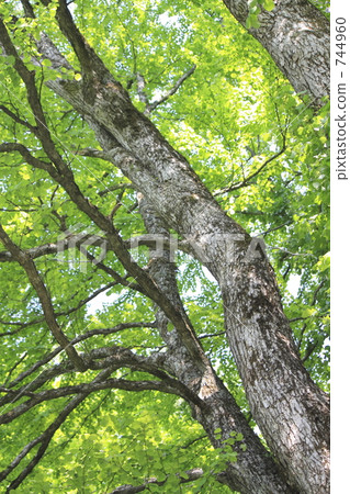 A large tree of wigs A large tree of wigs 744960