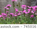 Roadside beauty 745016