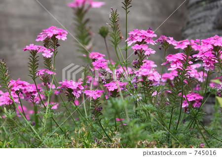 Roadside beauty Roadside beauty 745016