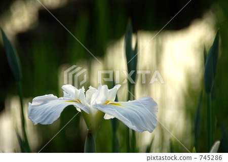 Iris 745286