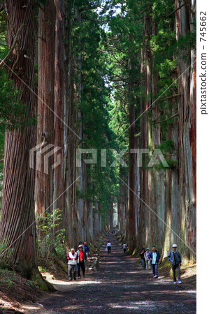 Cedar trees of Togakushi Shrine Nine-headed Dragon shrine approach Cedar trees of Togakushi Shrine Nine-headed Dragon shrine approach 745662