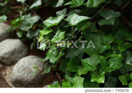 ivy, botanic, botanical 745679