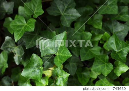 foliage, leaf, leaves 745680