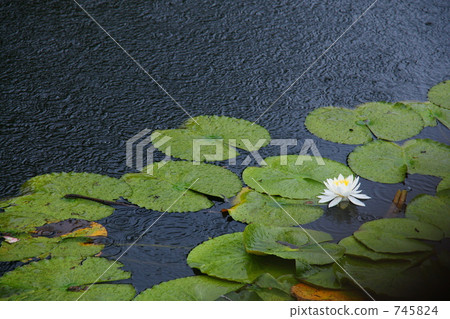 雨水湖池塘 雨水湖池塘 745824