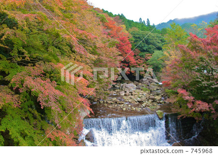 峽谷 山谷 楓樹 745968
