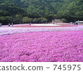 moss phlox, flower garden, flower field 745975
