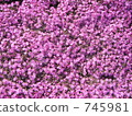 moss phlox, cherry blossom, cherry tree 745981