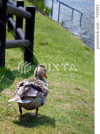 duck, next to pond, karuizawa 745993