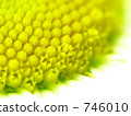 Margaret 746010