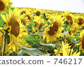 向日葵 746217