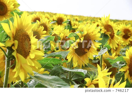 向日葵 746217