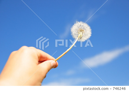 起毛 起毛 746246