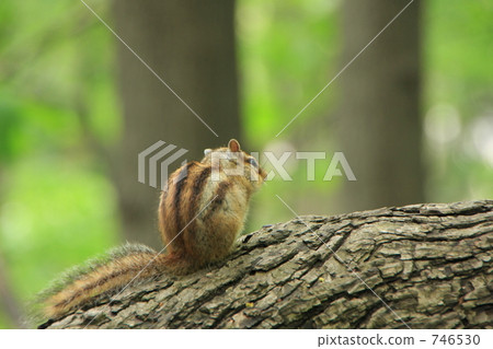 Chipmunk 746530