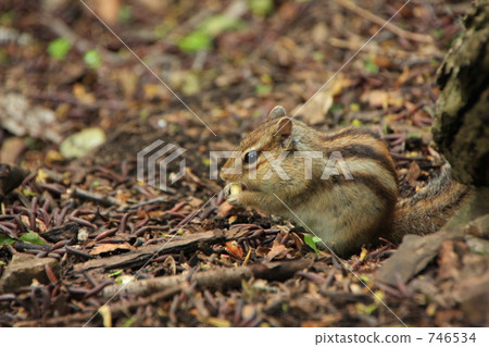 Chipmunk 746534