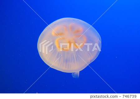 Moon jellyfish Moon jellyfish 746739