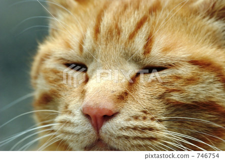 Far eyes cat 746754