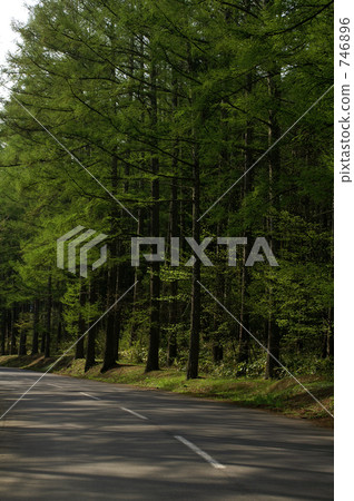 開始發芽的針葉林和通過日出的道路 746896