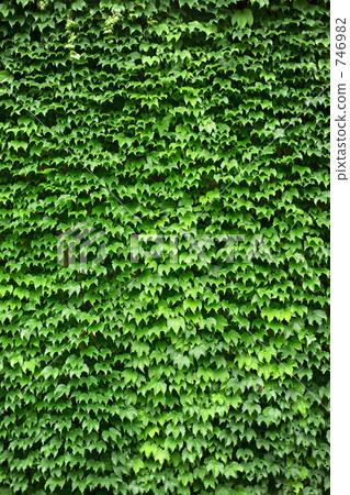 Ivy background / 3 Ivy background / 3 746982