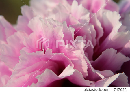 鈕扣花園栽培品種“lol lion”1 747033