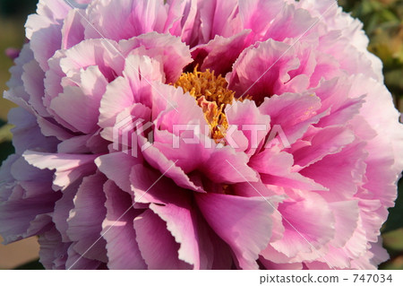 鈕扣花園品種“蘿拉”2 鈕扣花園品種“蘿拉”2 747034