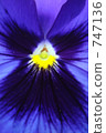 Pansy 747136