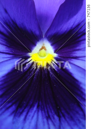 Pansy Pansy 747136