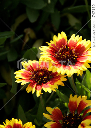 Gailarudia Gailarudia 747150