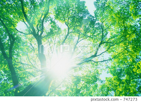 Fresh green Fresh green 747273