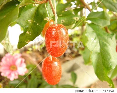 綠葉 橡皮糖 紅色 747458