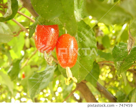 銀果胡頹子 野生橄欖 橡皮糖 747459