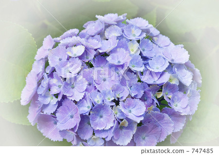 hydrangea   747485