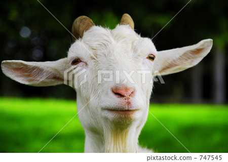 goat goat 747545