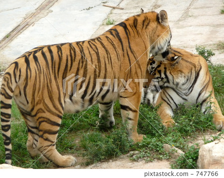 危險的老虎2 747766