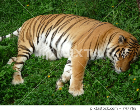 睡午覺 睡午覺 747768