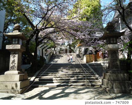 Cherry Blossoming Takatsu Shrine 747809